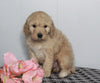 F1B Labradoodle For Sale Millersburg, OH Female- Bailey