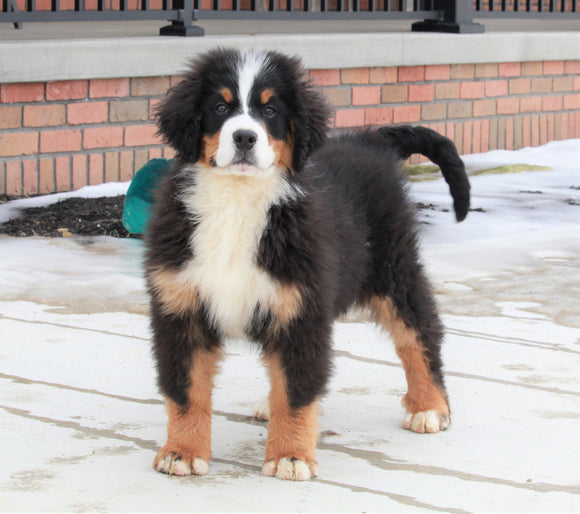 AKC Registered Bernese Mountain Dog For Sale Brinkhaven, OH Male- Buster