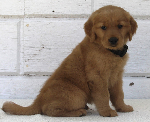 AKC Registered Golden Retriever For Sale Millersburg OH Male-Knight