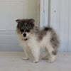 Pomeranian For Sale Fredericksburg OH Male-Domino