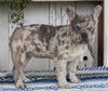 AKC Registered French Bulldog For Sale Millersburg OH Female-Loretta