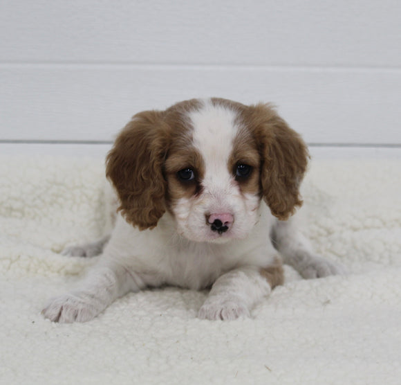 Cavapoo For Sale Fresno OH Male-Cuddles