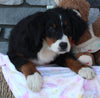 AKC Registered Bernese Mountain Dog For Sale Brinkhaven OH Female-Brooklyn