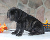 AKC Registered Cane Corso For Sale Wooster OH Male-Decker
