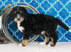 Bernedoodle For Sale Sugarcreek OH Male-Rocky