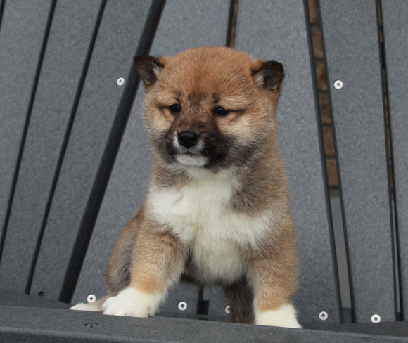 AKC Registered Shiba Inu For Sale Millersburg, OH Female- Daisy