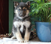 German Shepherd/ Siberian Husky Mix For Sale Millersburg, OH Female- Bailey