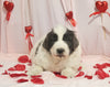 AKC Registered Newfoundland For Sale Millersburg OH Male-Elvis