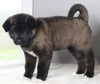 AKC Registered Akita For Sale Millersburg OH Female-Holly