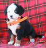 AKC Registered Bernese Mountain Dog For Sale Sugarcreek OH Female-Adele
