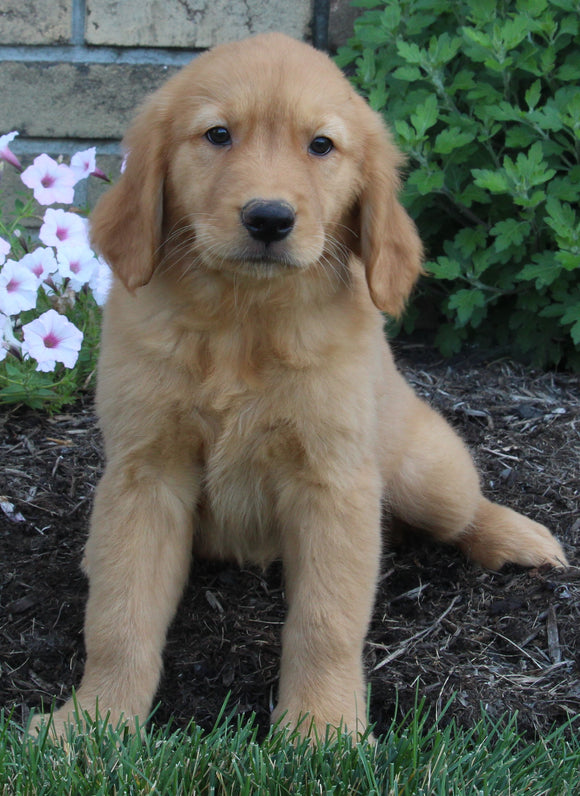 AKC Registered Golden Retriever For Sale Millersburg OH Female-Heidi