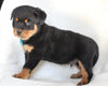Rottweiler For Sale Fredericksburg OH Male-Tyson