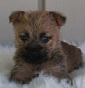 AKC Registered Cairn Terrier For Sale Millersburg OH -Male Riley