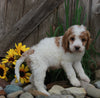 Medium F1BB Goldendoodle For Sale Millersburg OH Male-Don