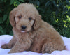 Mini Goldendoodle For Sale Millersburg OH Female-Patty