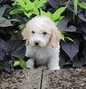 F1BB Mini Labradoodle For Sale Millersburg OH Male-Ezekial