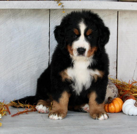 AKC Registered Bernese Mountain Dog For Sale Millersburg OH Female-Dakota