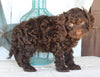 Cockapoo For Sale Millersburg OH Male-Charlie