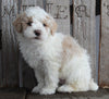 AKC Registered Moyen Poodle For Sale Wooster OH Male- Jester