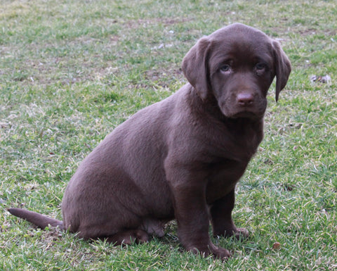 ACA Registered Labrador Retriever For Sale Sugarcreek OH Male-Tucker