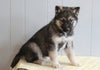 German Shepherd/ Siberian Husky Mix For Sale Millersburg, OH Female- Luna