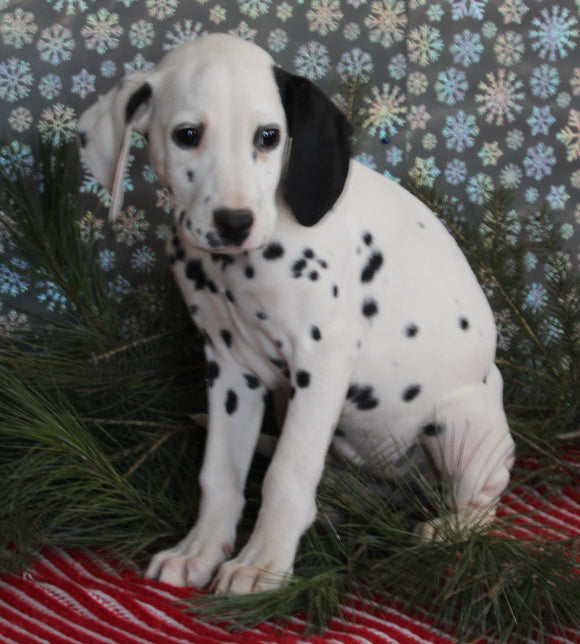 Dalmation For Sale Millersburg OH Female-Miracle