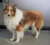 Golden Collie For Sale Fredericksburg, OH Male- Theo