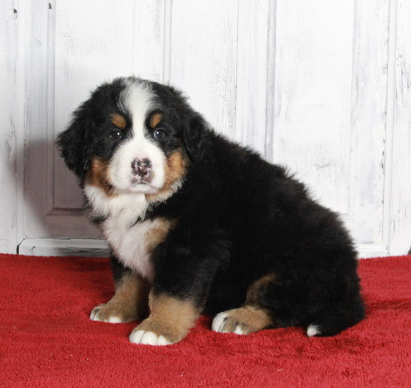 AKC Registered Bernese Mountain Dog For sale Millersburg OH Male-Mason