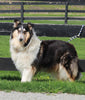 AKC Registered Collie Lassie For Sale Fredricksburg OH Male-Hunter