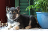 German Shepherd/ Siberian Husky Mix For Sale Millersburg, OH Female- Bailey