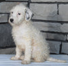 Mini Sheepadoodle For Sale Wooster OH -Male Duke
