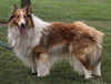 AKC Registered Lassie Collie For Sale Millersburg OH Male-King Larry