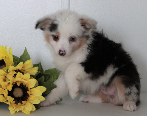 Mini Australian Shepherd For Sale Wooster OH Female-Kayla