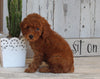 AKC Registered Toy Poodle For Sale Millersburg OH Female-Pearl