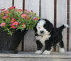 Mini Bernedoodle For Sale Sugarcreek OH Male-Shadow