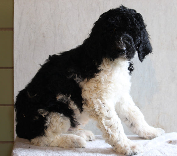 AKC Registered Standard Poodle For Sale Millersburg OH Male-Midnight