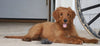 Goldendoodle For Sale Fredericksburg, OH Female- Daisy