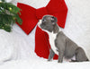 AKC Registered Boston Terrier For Sale Warsaw, OH Female- Eta