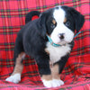 AKC Registered Bernese Mountain Dog For Sale Sugarcreek OH Male-Austin