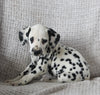 AKC Registered Dalmatian For Sale Wooster OH Female-Ali