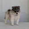 Pomeranian For Sale Fredericksburg OH Male-Domino