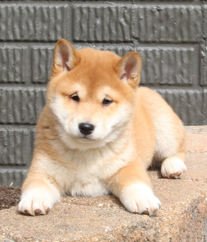 AKC Registered Shiba Inu For Sale Millersburg OH Male-Rex