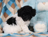 Mini Poodle For Sale Apple Creek OH Male-Biscuit