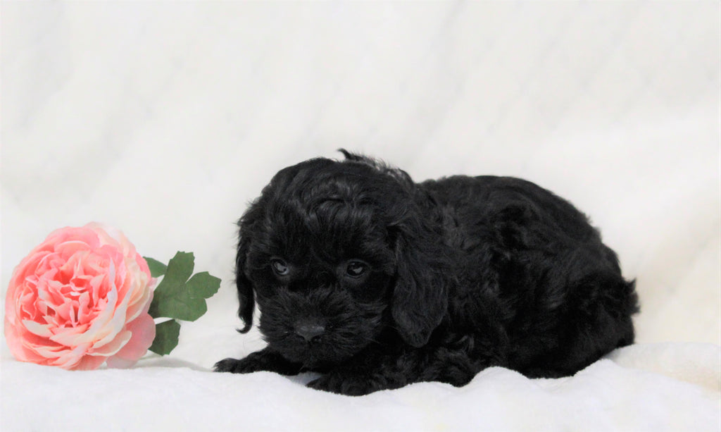 Cockapoo Oreo Cockapoo For Sale Millersburg, OH Female- Oreo – AC Puppies LLC