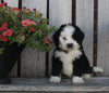 Mini Bernedoodle For Sale Sugarcreek OH Male-Shadow