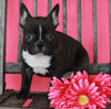 Frenchton For Sale Wooster OH Female-Bailey