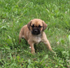 Puggle For Sale Sugarcreek OH Male-Bandit