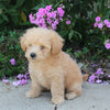 F1B Maltipoo For Sale Holmesville OH Male-Lindon
