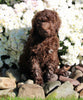 F1B Medium Labradoodle For Sale Millersburg OH Female-Fanny