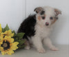 Mini Australian Shepherd For Sale Wooster OH Female-Kayla